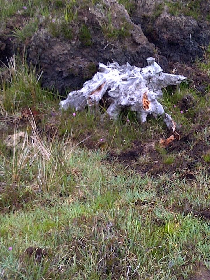 IMG-20110712-00292.jpg