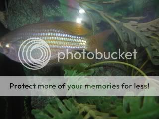 yellowfish2.jpg