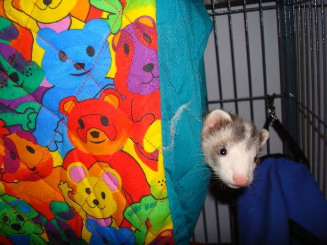 ferrets004.jpg