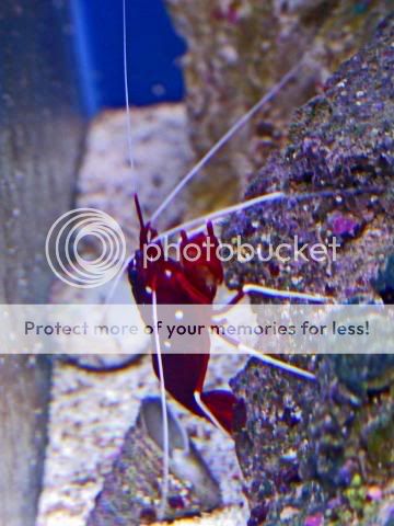 2009_0714Reef0079a.jpg