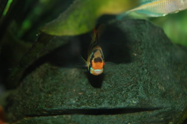 DSC_0545.jpg