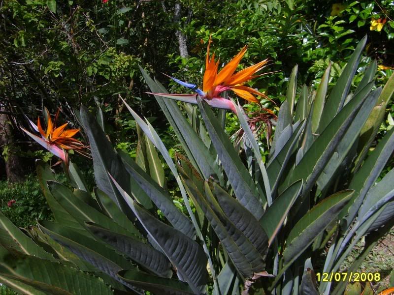 S5004862.jpg