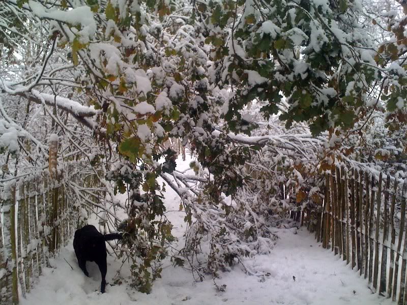 snow4.jpg