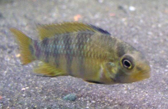 fish019-3.jpg