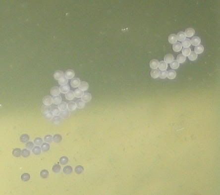 c89-eggs-2.jpg