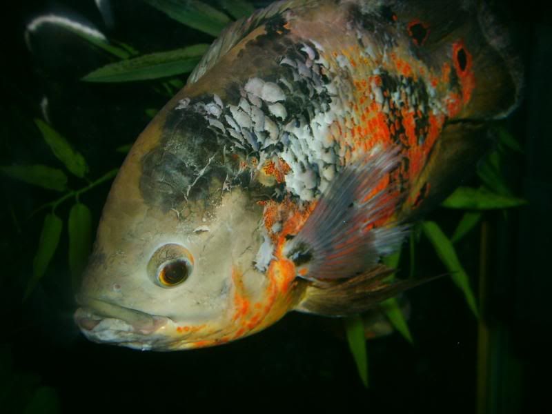 S5003637.jpg