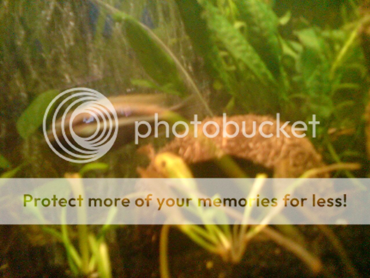 cichlids8-1.jpg