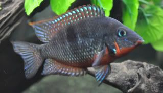 firemouth.jpg