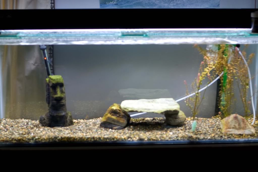 fish52.jpg