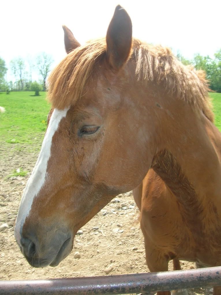 horses12033.jpg