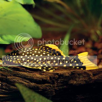 GoldNuggetPleco_zps23c5dfb8.jpg
