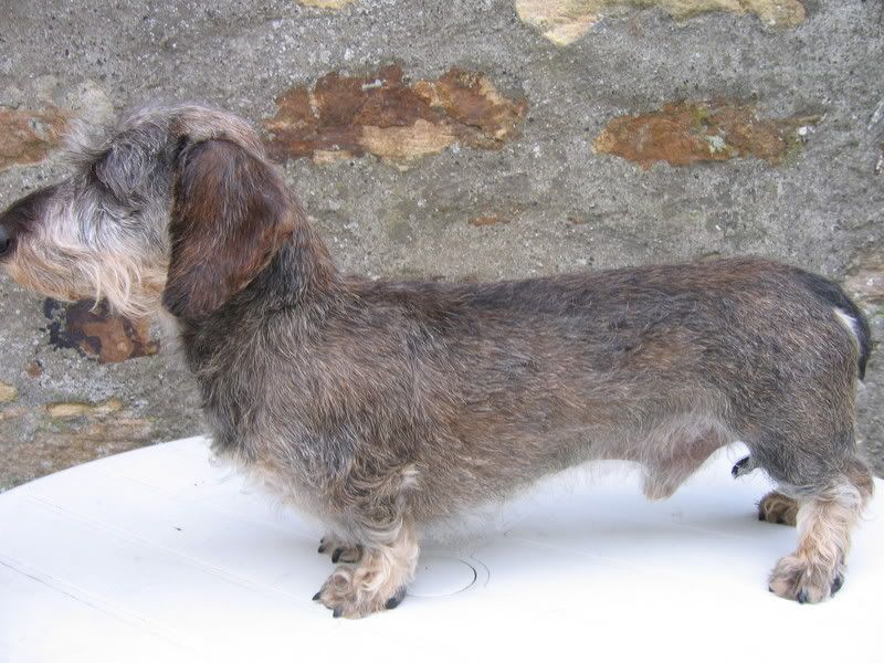 bertie002.jpg