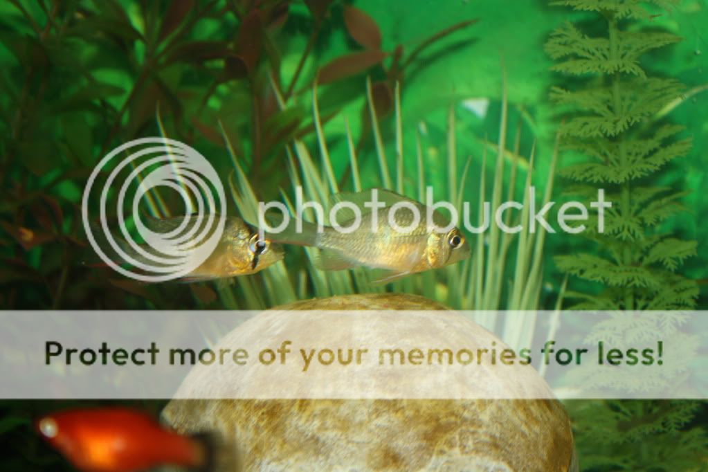 aquariums111.jpg