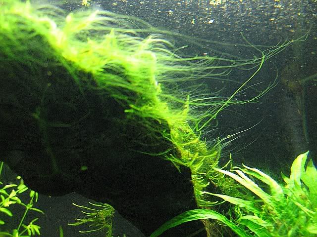 algae4.jpg