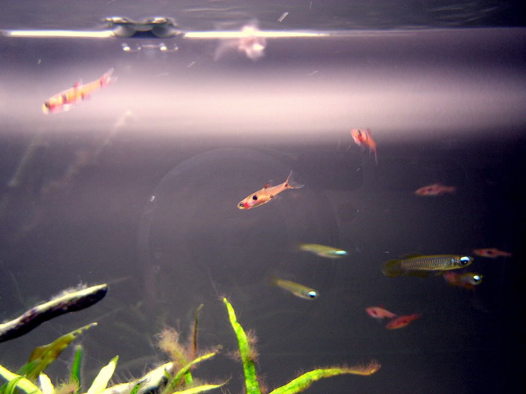 Newfish005.jpg