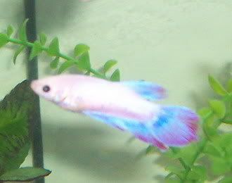 100_1332a.jpg