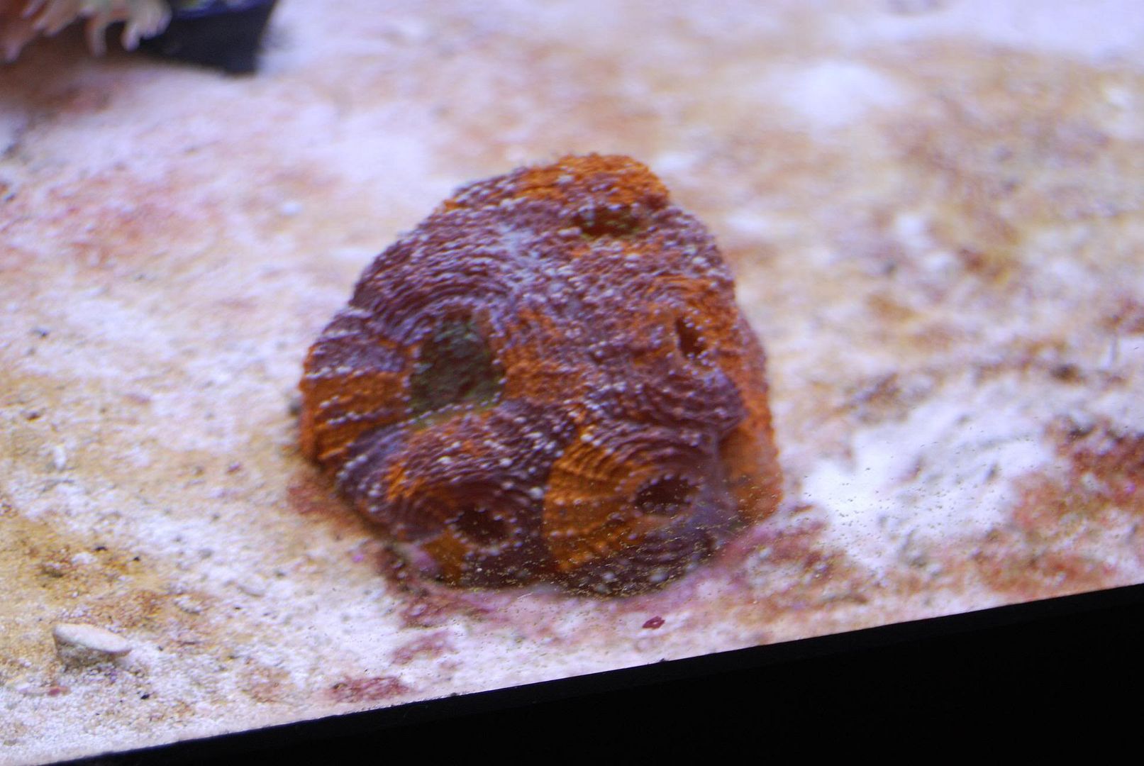 orangecrushacan.jpg