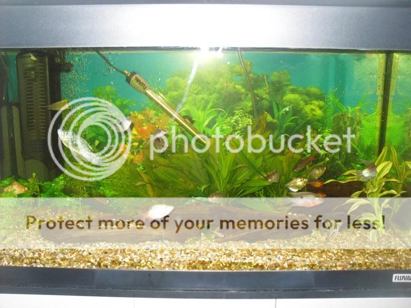 fishsite.jpg
