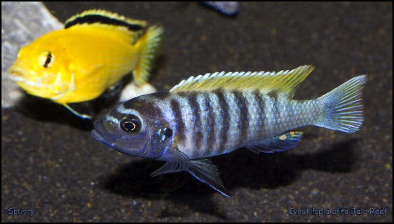 CynotilapiaafraJaloReef.jpg