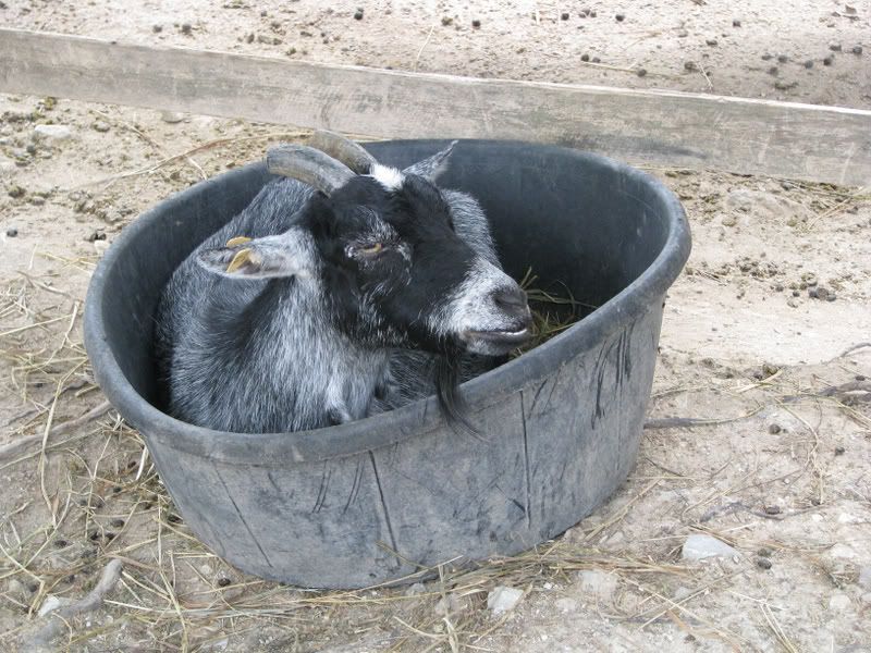 Goatinabucket.jpg