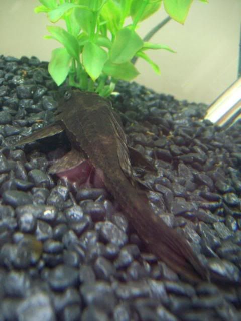 100_1955plec.jpg