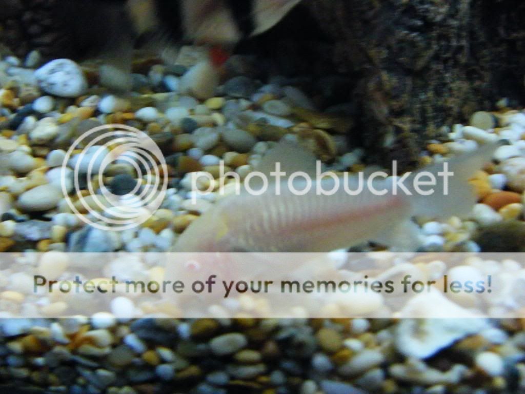 DSCF4061.jpg