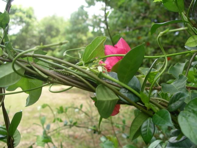 vines.jpg