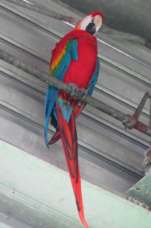 Macaw1.jpg