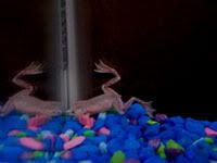 froggie.jpg