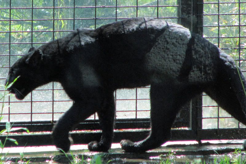 BlackLeopard2.jpg