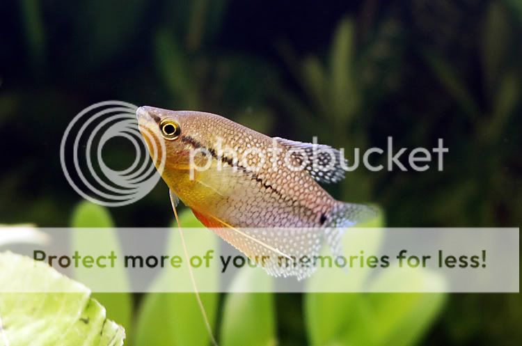 gourami_05.jpg