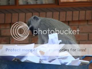 Monkeys031.jpg