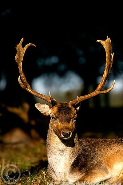 deer018.jpg