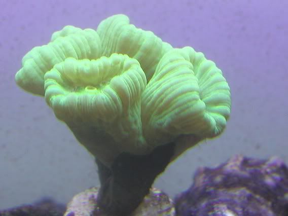 candycane1.jpg