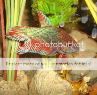 femalebettas009.jpg