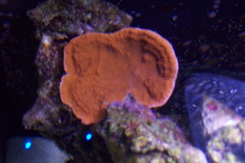 aquarium129.jpg