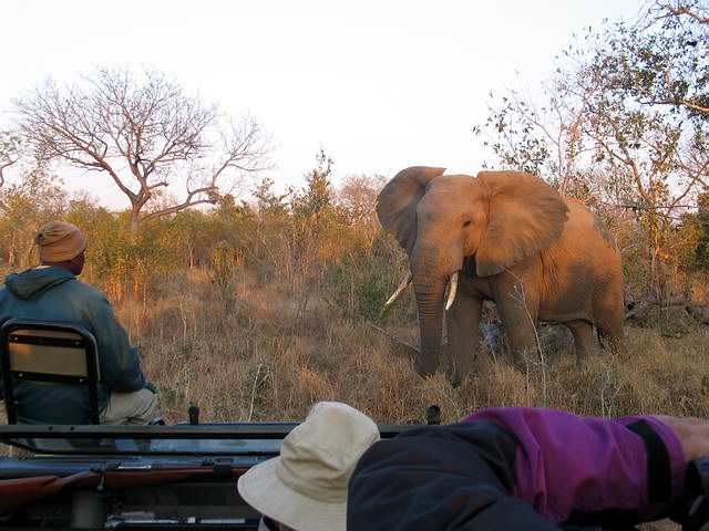 Elephan.jpg