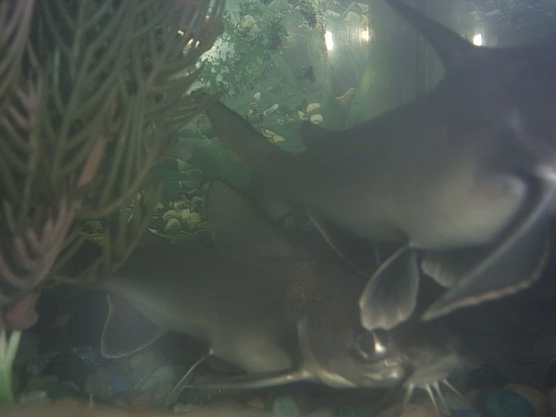 Animalpictures010.jpg