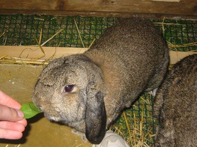 eeyore_3_may_05.jpg