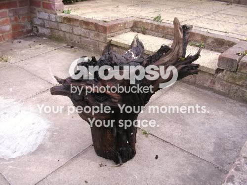 stump.jpg