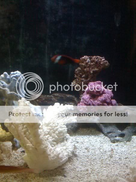 fish8.jpg