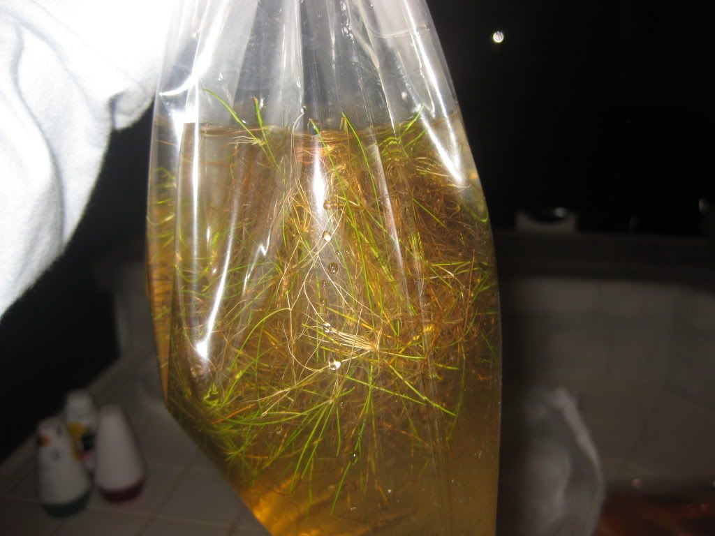 UnknownPlant002.jpg