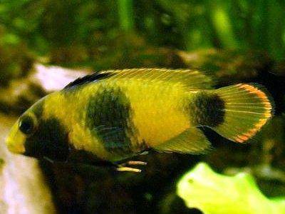 panda-dwarf-cichlid-female.jpg