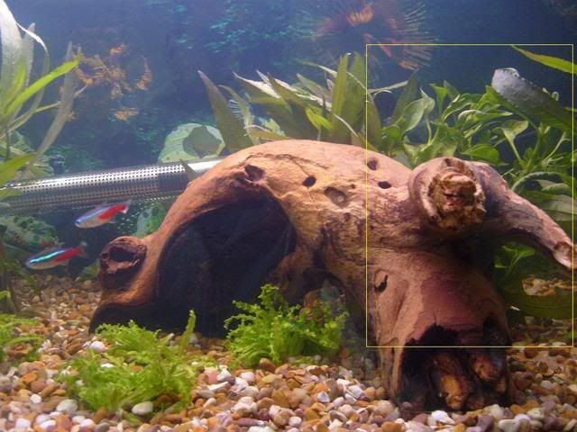 unknownplant.jpg