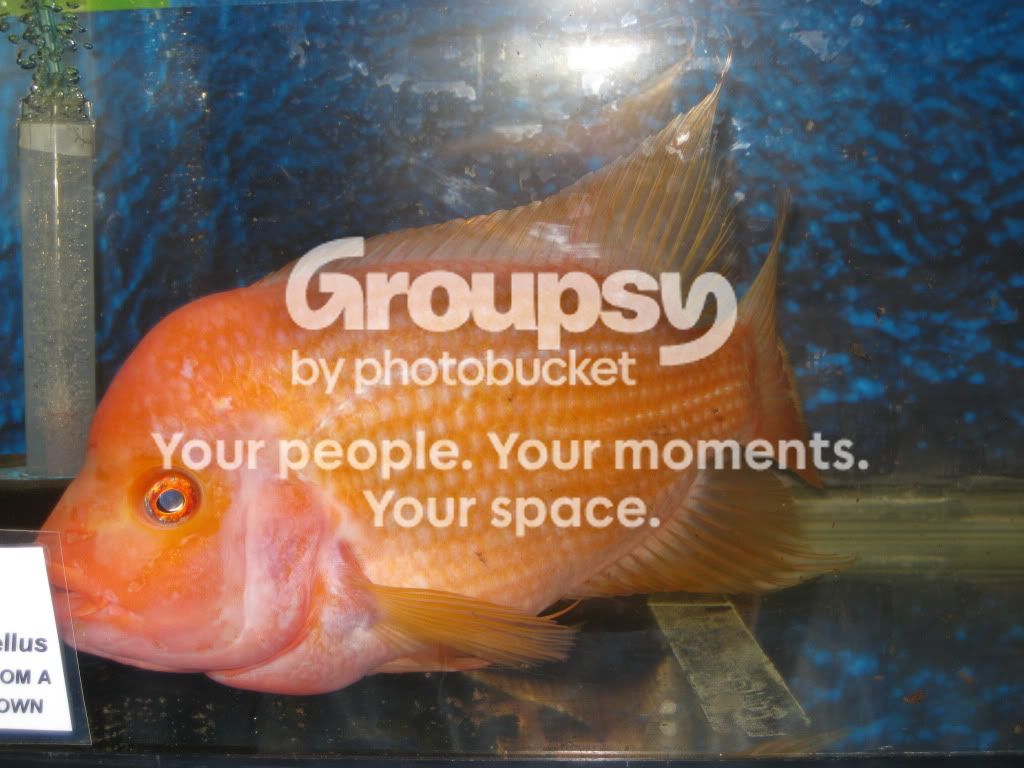 SpringFishExpo10021.jpg