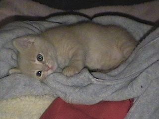 simbababy.jpg