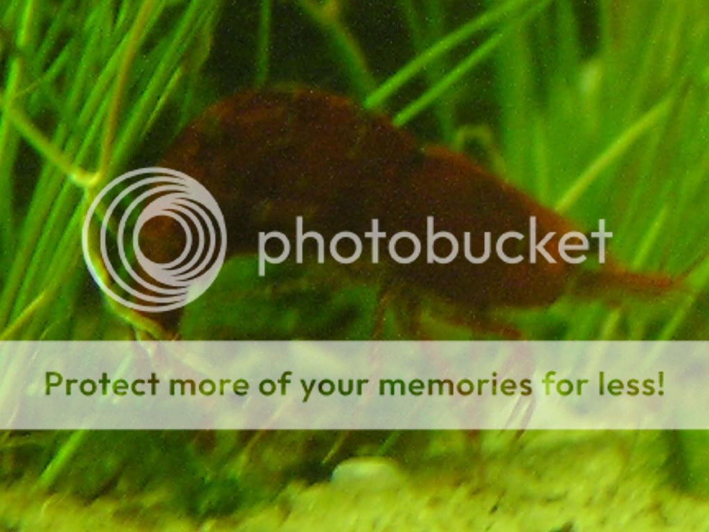 fish018.jpg