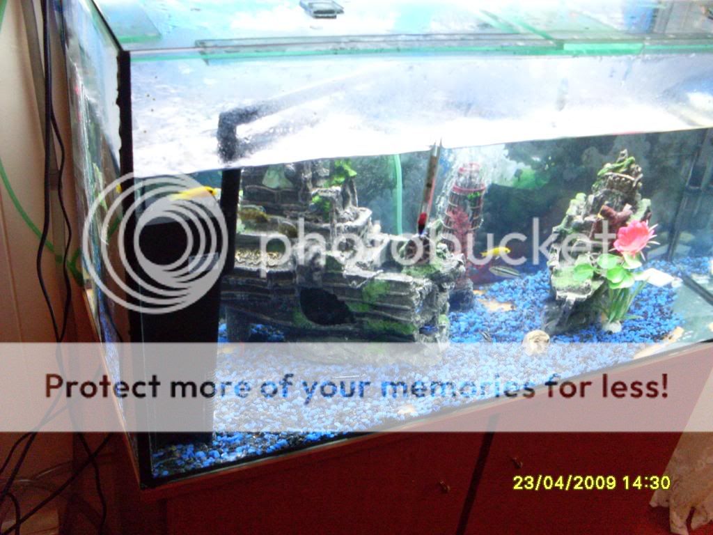 myfishtank40g007.jpg