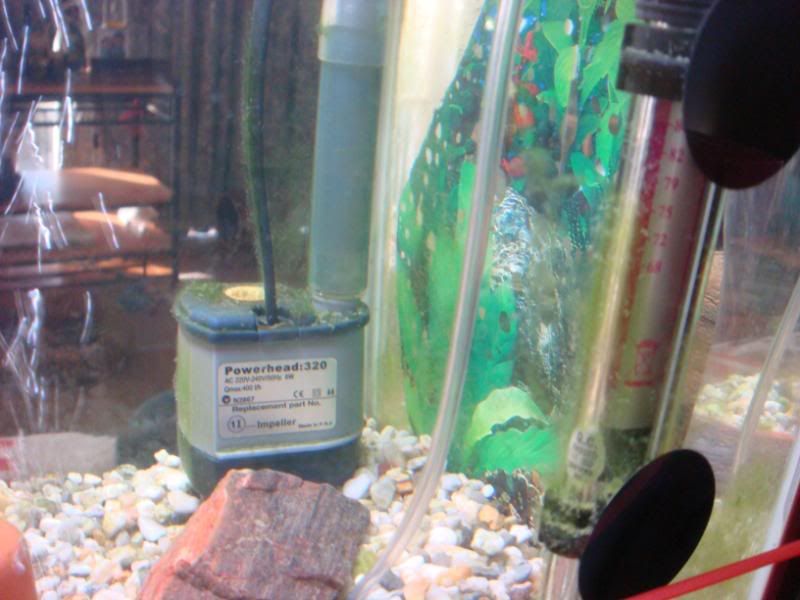 algea012.jpg