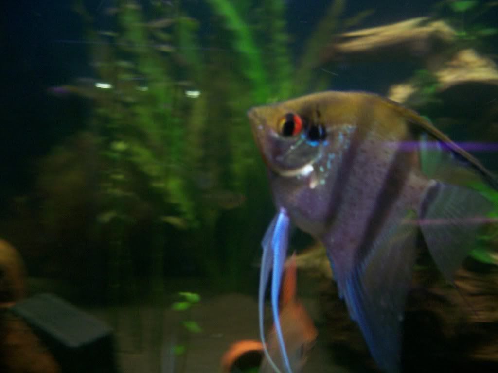 fish001-1.jpg